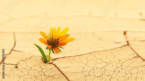 Dry cracked desert soil with single flower sprouting up from the desert. Concept displaying global warming or climate change, or other environmental issues.
