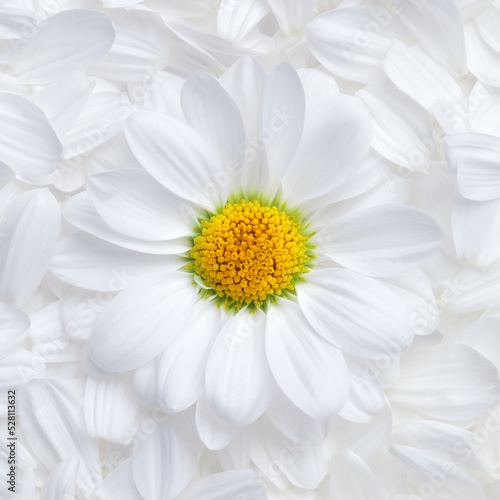 Simple background of soft white flower petals with a single perfect daisy with a vibrant yellow center.