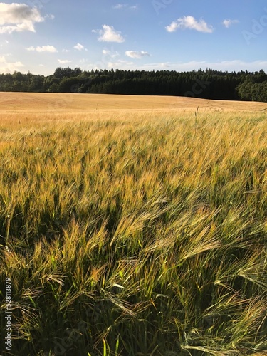 wheat field and sky photo