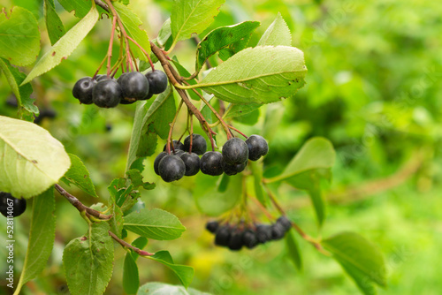Black Rowan. Selective focus. Bunches of black rowan berries in the garden, chokeberry melanocarpa