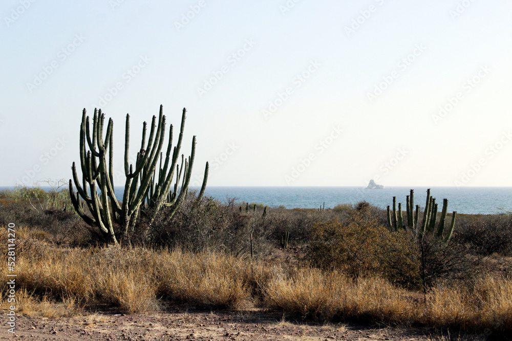panoramic scene of the desert vegetation next to the sea in the state of Sonora
