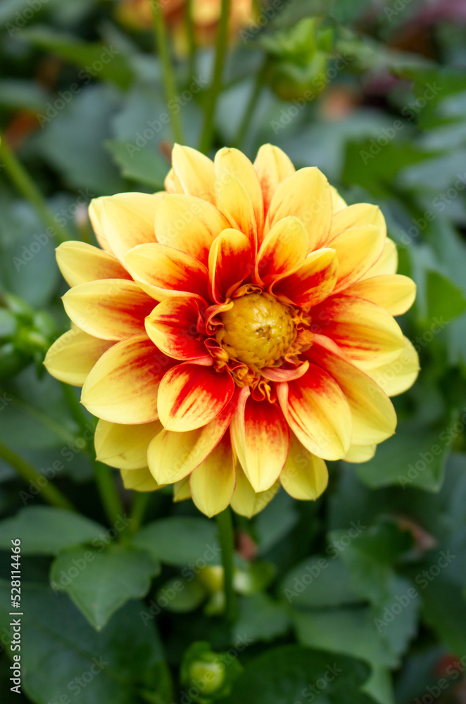 Dahlia (in german Dahlie) Dahlia Dahlia (in german Dahlie) Dahlia