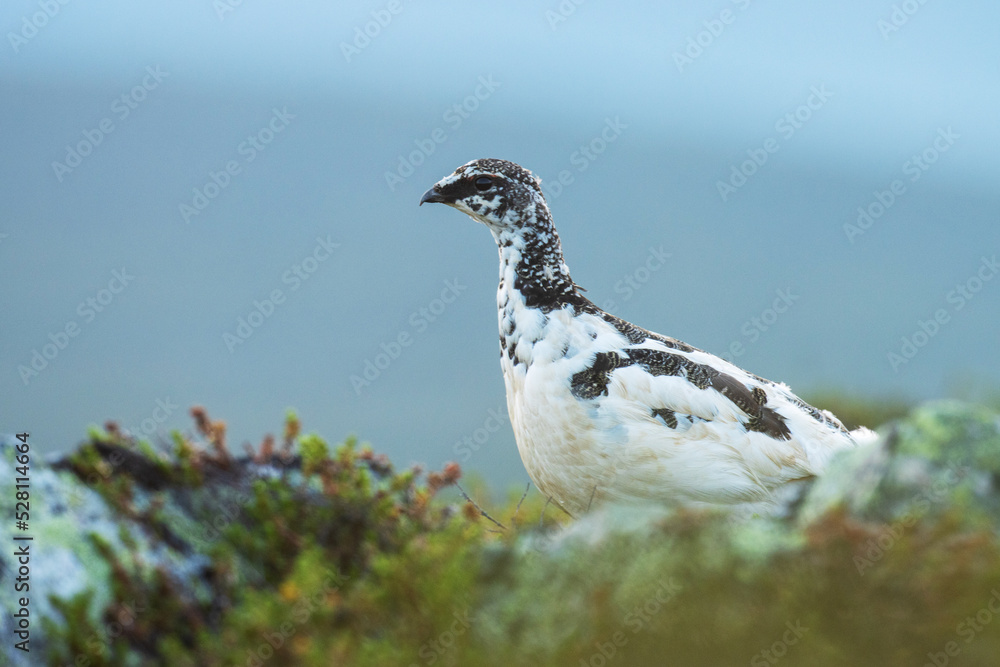 Fototapeta premium Alert medium-sized gamebird Rock ptarmigan standing on a rocky surface in Urho Kekkonen National Park, Northern Finland