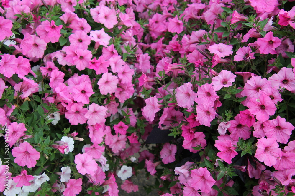 pink flowers in the garden, William Hawrelak Park, Edmonton, Alberta pink flowers in the garden, William Hawrelak Park, Edmonton, Alberta