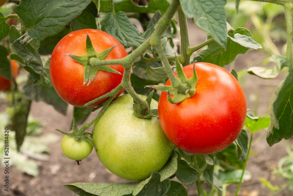 Ripe red tomatoes hanging on a branch. Organic tomatoes grown in a greenhouse