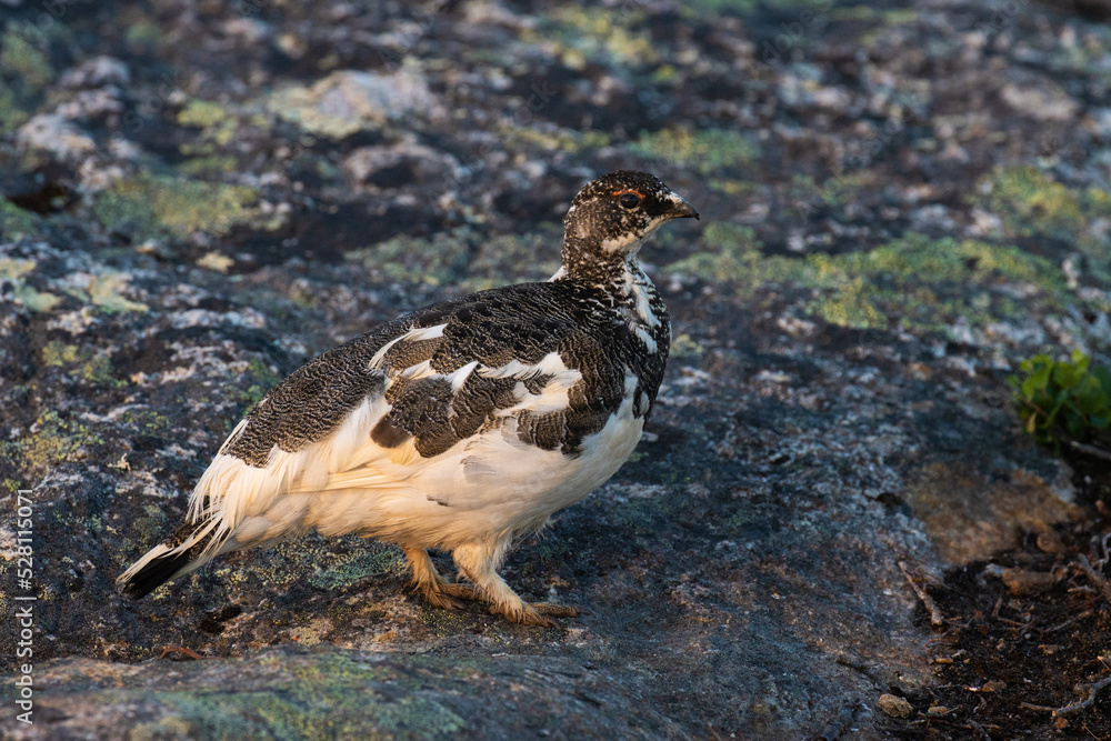 Fototapeta premium Rock ptarmigan standing on a rocky surface in Urho Kekkonen National Park, Northern Finland