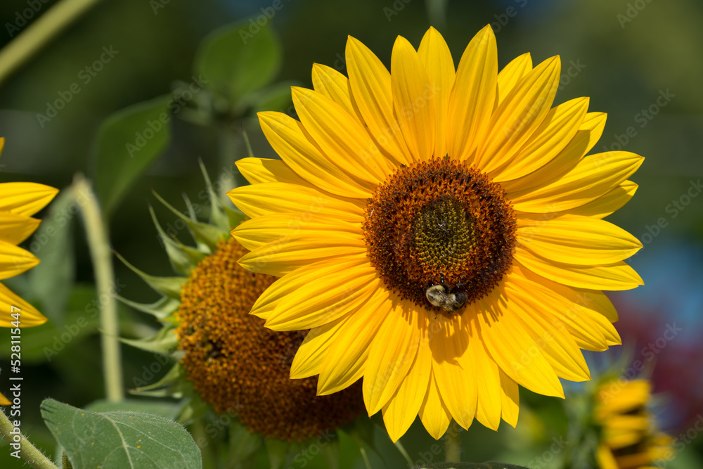 Naklejka premium sunflower with bee