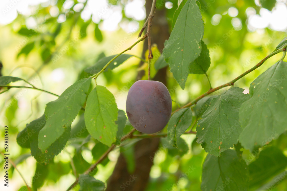 Ripe blue-red plum on a branch with green leaves. Prunes
