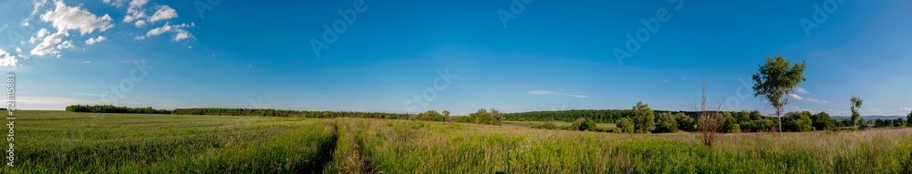 Panorama of wheat field. Sunny day and green trees on the background.