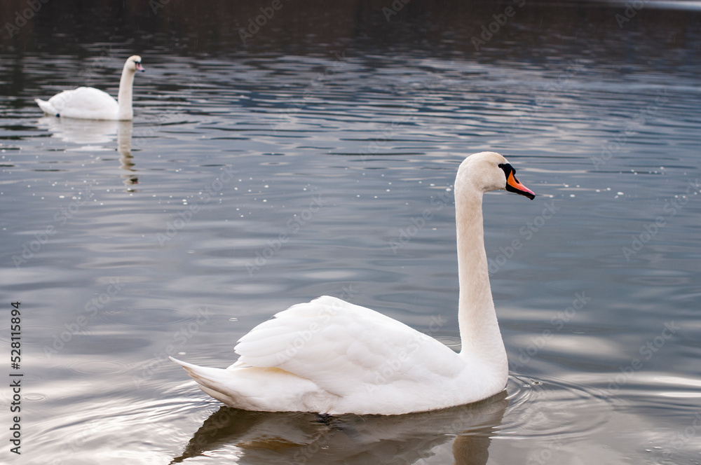 Obraz premium white swans group on the lake swim well under the bright sun