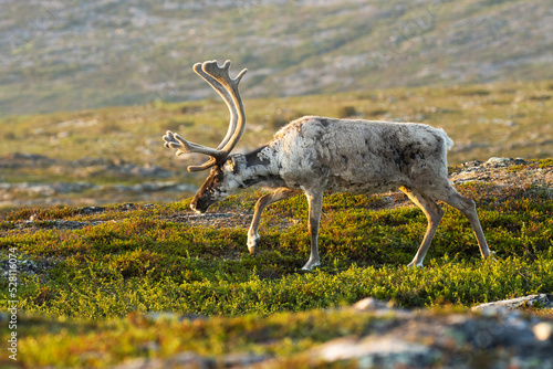 Close-up of domestic reindeer, Rangifer tarandus with large antlers walking in the mountains on an early summer morning at Urho Kekkonen National park, Northern Finland
 photo