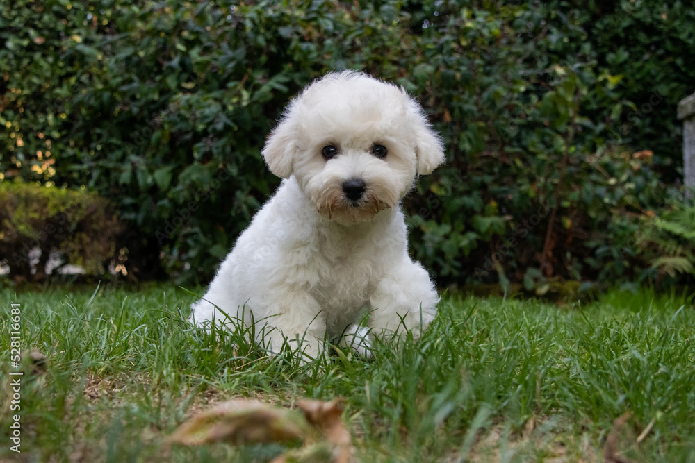 Puppy of a bichon frisé, who is 80 days in the garden