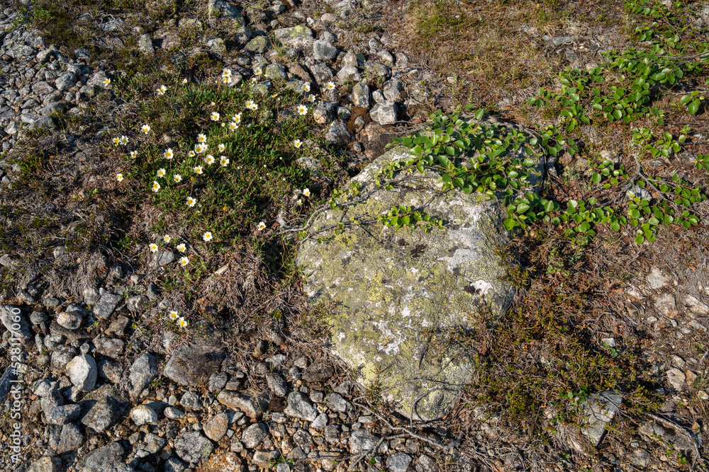 A group of White dryas, Dryas octopetala growing on a rocky ground in Urho Kekkonen National Park, Northern Finland