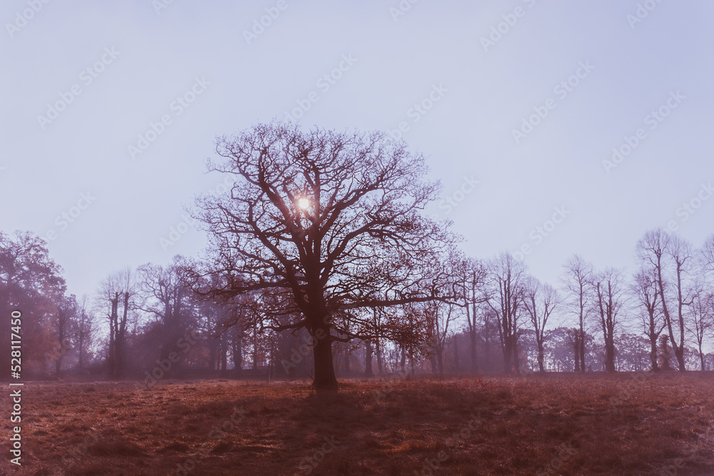 Fototapeta premium trees in the fog
