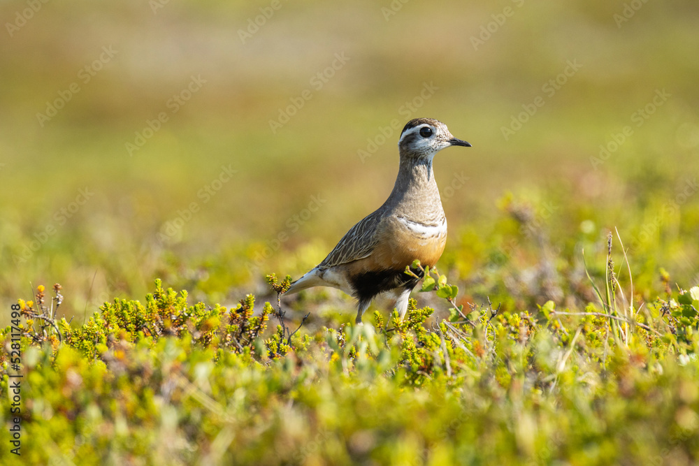 Alert Eurasian dotterel standing in the middle of low vegetation on a hillside during a bright summer day in Finnish Lapland
Alert Eurasian dotterel standing in the middle of low vegetation on a hillside during a bright summer day in Finnish Lapland