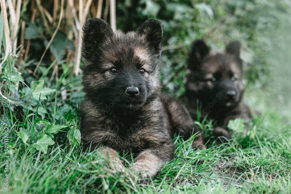 Portrait of a six weeks old german shepherd puppy dog playing in a garden in late summer outdoors Portrait of a six weeks old german shepherd puppy dog playing in a garden in late summer outdoors