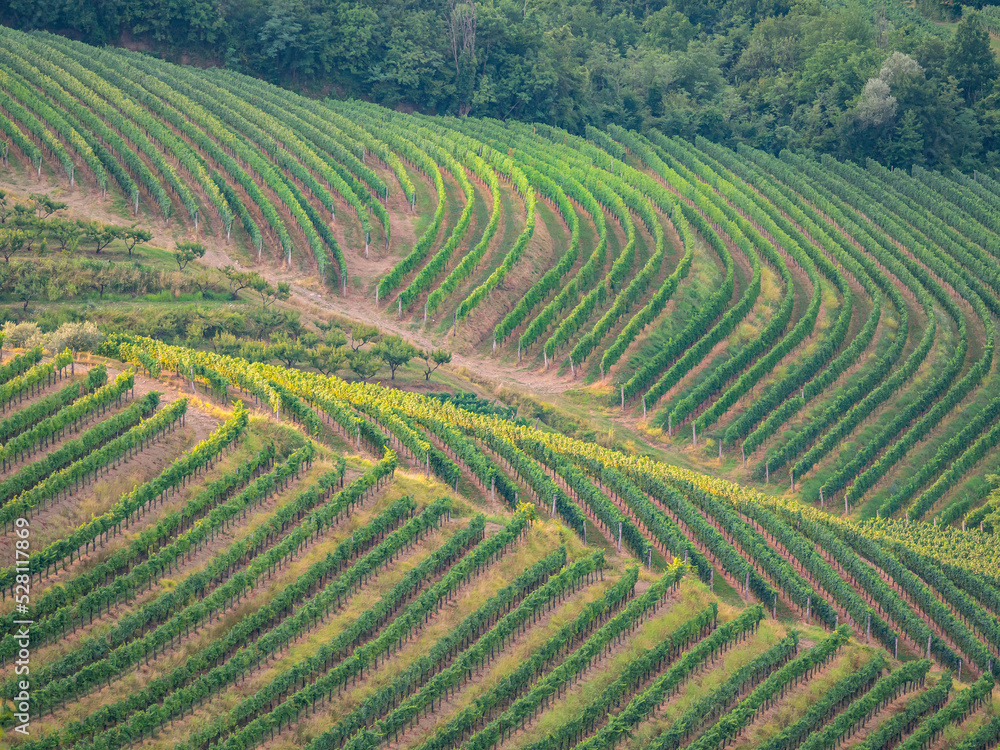 Pleasant view of wine country with well-kept vineyards forming amazing patterns