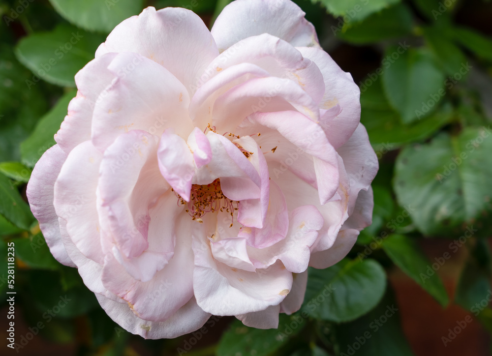 detailed close up of a beautiful Sweet Syrie (climber) pink white rose in summer bloom detailed close up of a beautiful Sweet Syrie (climber) pink white rose in summer bloom