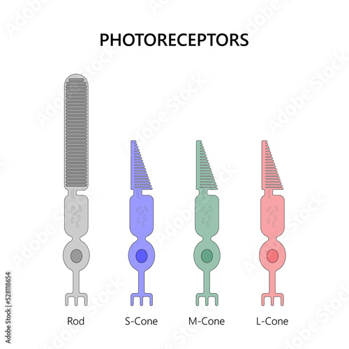 Photoreceptors are the cells in the retina that respond to light
