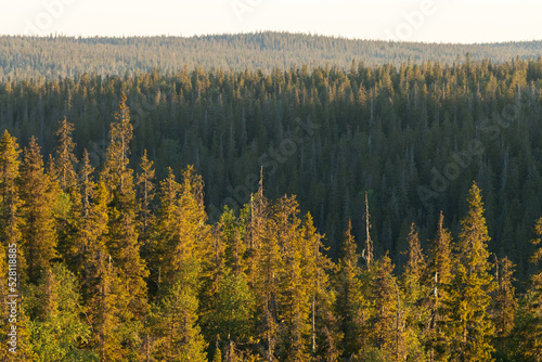 Tall Spruce trees growing on a hillside in Riisitunturi National Park. Shot on a summer evening in Northern Finland