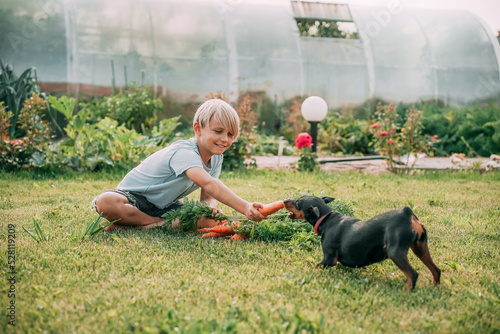 a teenage boy, child plays with a small black dog, a dwarf pinscher and a carrot in the garden on the lawn photo