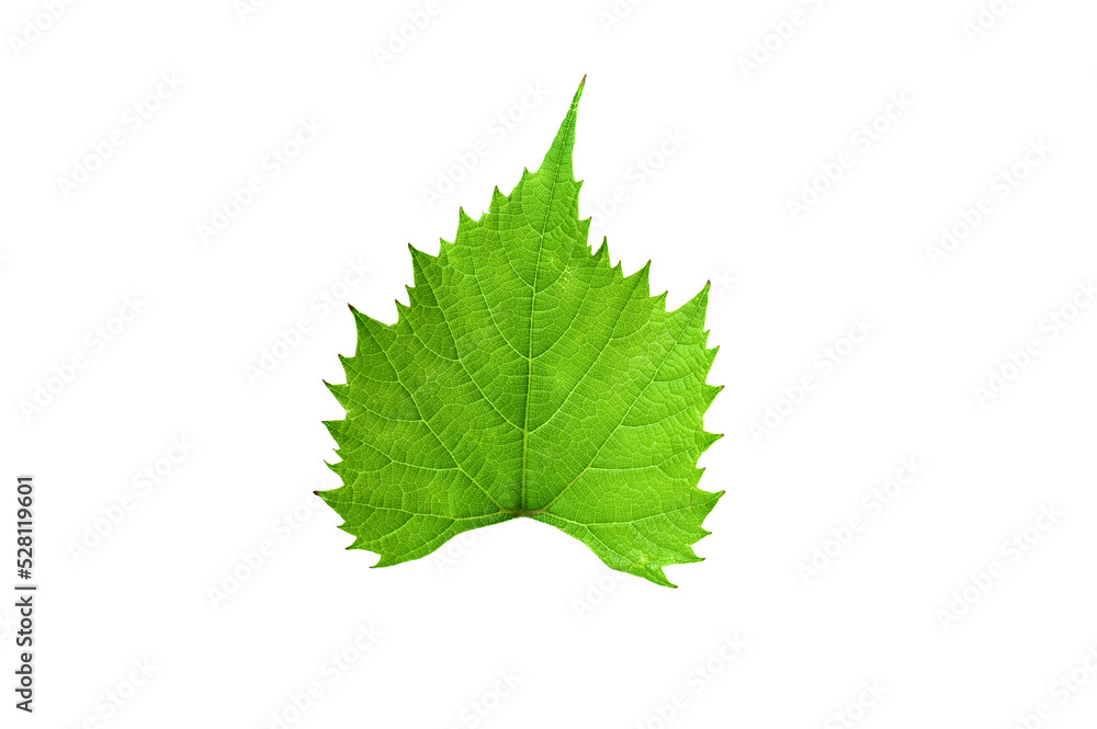 Grape leaf isolated on white background. Winemaking and agriculture concept. File contains clipping. . High quality photo Grape leaf isolated on white background. Winemaking and agriculture concept. File contains clipping. . High quality photo