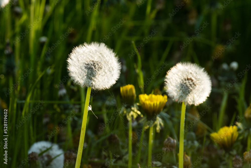 White and fluffy, round balls of Dandelion seeds on a late spring evening in Estonia, Northern Europe. 