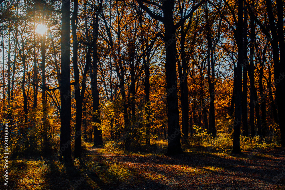 Fototapeta premium Autumn landscape beautiful colored trees in the forest, glowing in sunlight. wonderful picturesque background. color in nature. gorgeous view. Amazing nature landscape..