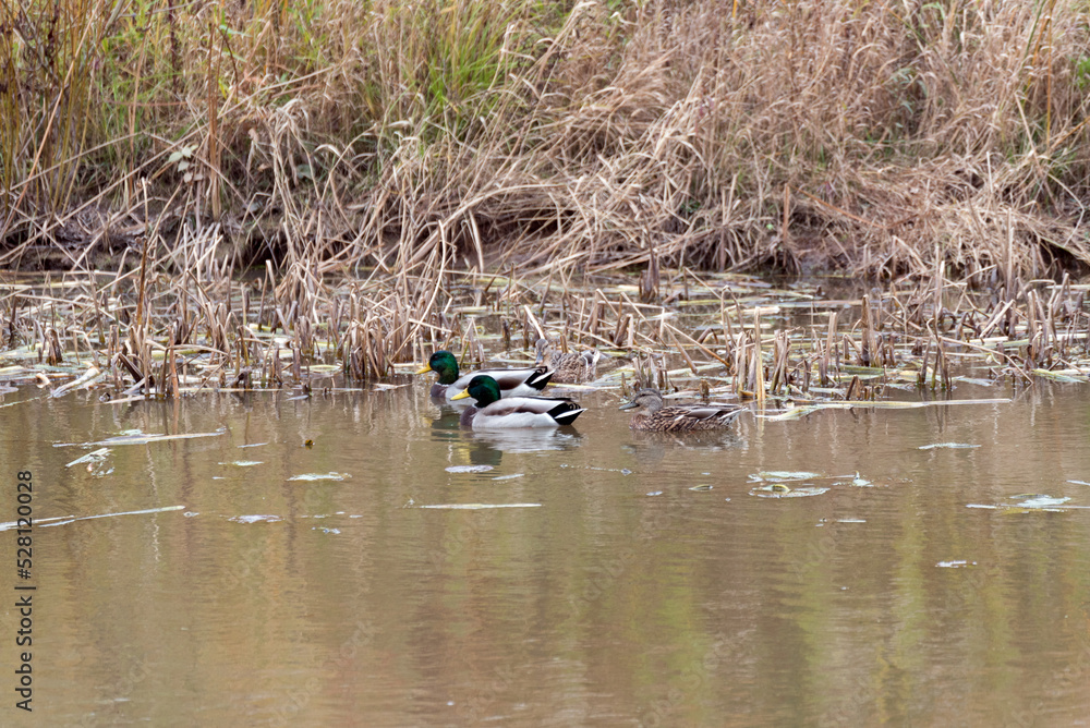 Mallards Swimming On The River During Fall Migration