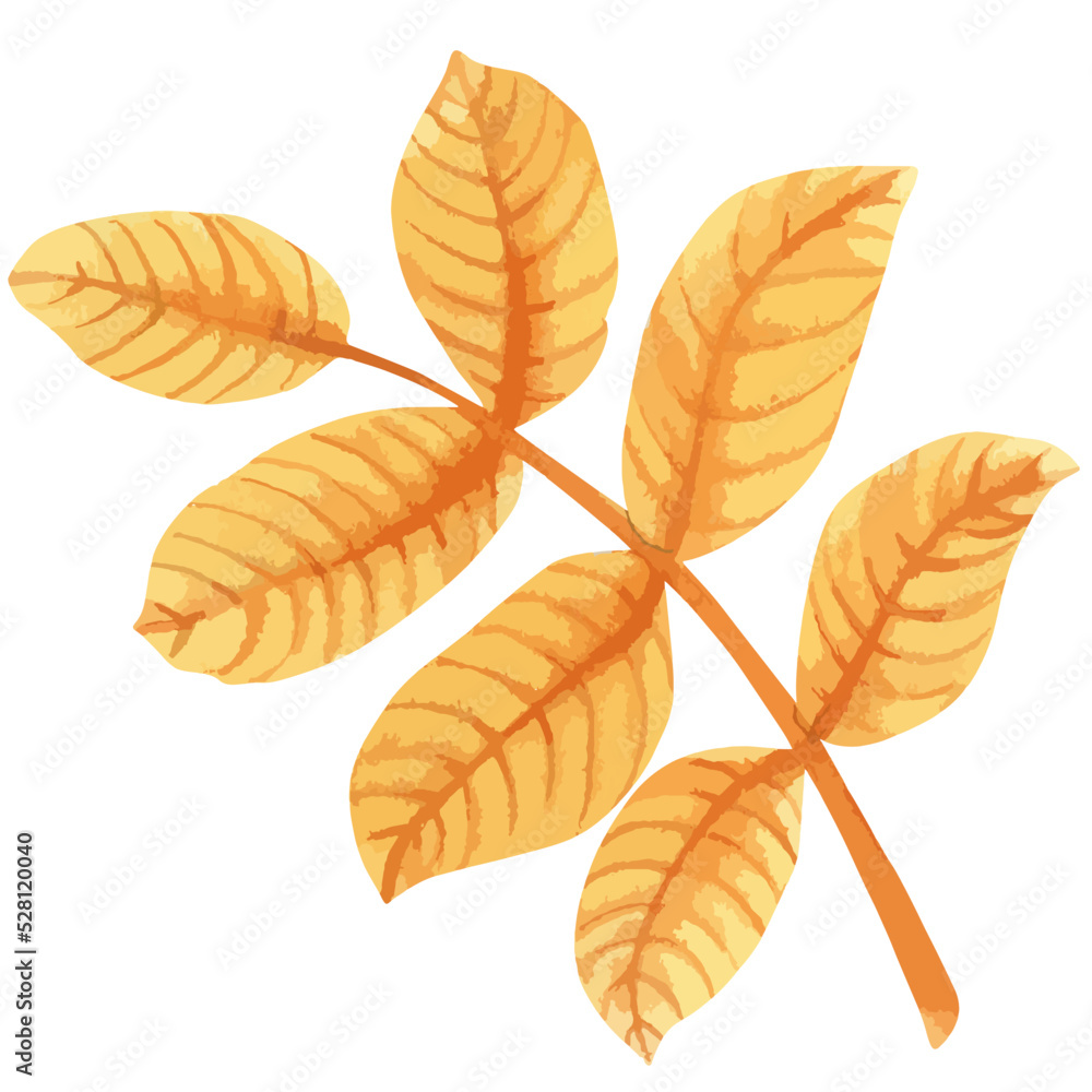 Obraz premium Vector watercolor illustration of fall rosehip leaf. 