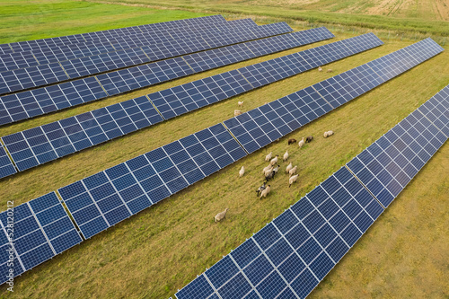 Aerial view of solar panels and sheep eating on a green grass field. Alternative energy source.