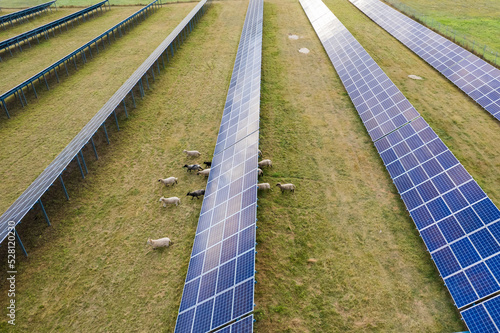 Aerial view of solar panels and sheep eating on a green grass field. Alternative energy source.