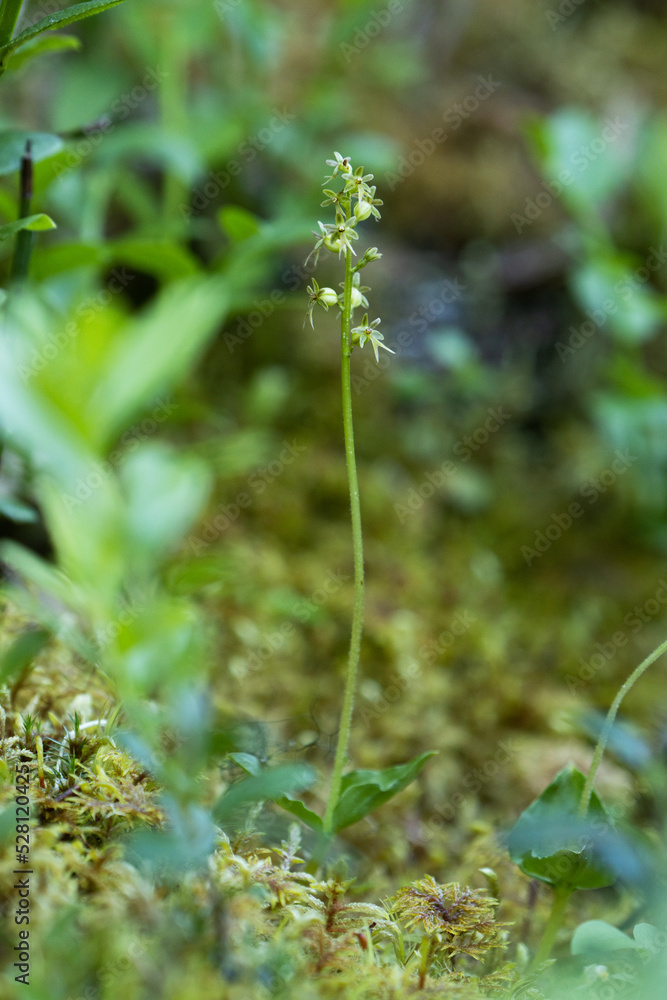 A small and gentle wild orchid, Lesser twayblade flowering on a forest floor in Northern Finland A small and gentle wild orchid, Lesser twayblade flowering on a forest floor in Northern Finland
