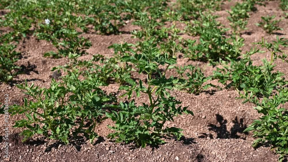 Potato bushes in the field. Young potato crop growing in rows in spring. Potato bushes in the field. Young potato crop growing in rows in spring.