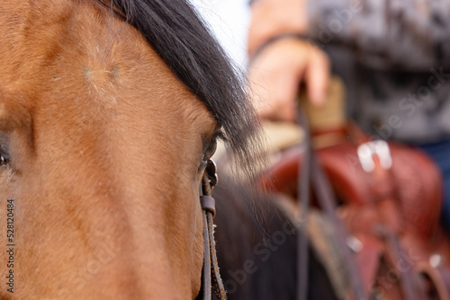 Horse's Eye with a Western Saddle
