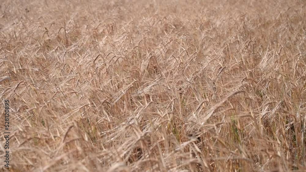 Golden barley field. Yellow ripening ears of barley ready for harvest in summer. Cereals growing on the field. Golden barley field. Yellow ripening ears of barley ready for harvest in summer. Cereals growing on the field.