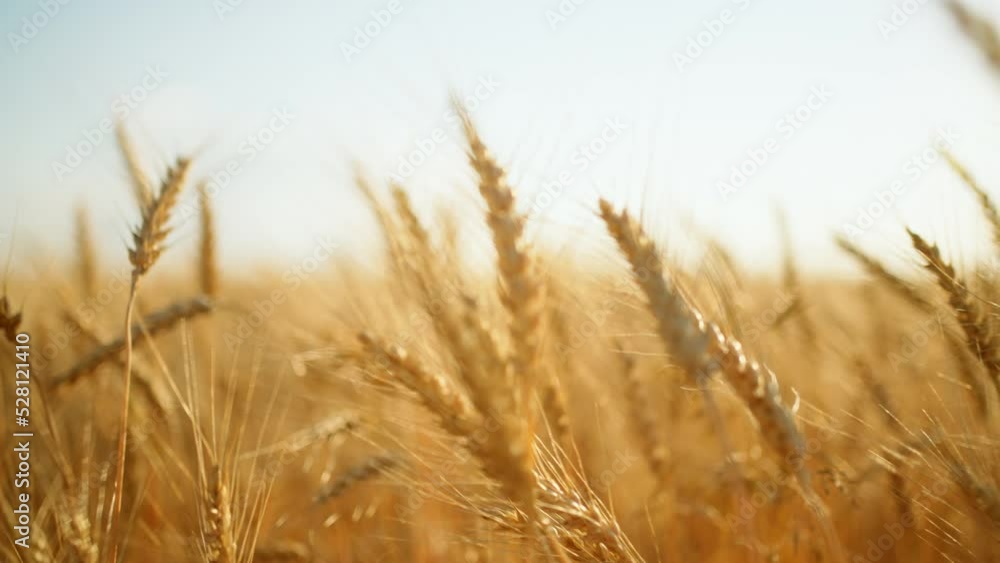 beautiful rye field in harvesting season, closeup view of ears, growing wheat in farmland beautiful rye field in harvesting season, closeup view of ears, growing wheat in farmland