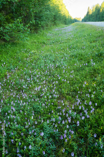 Flowering Heath-spotted orchids, Dactylorhiza maculata on a summer morning by a road in Northern Finland 