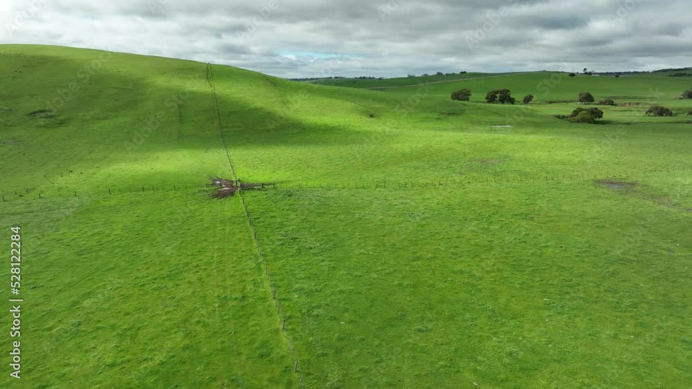 Drone flying over a farm in Australia, with Stud Angus, wagyu, speckle park, Murray grey, Dairy and beef Cows and Bulls grazing on grass and pasture in a field. Drone flying over a farm in Australia, with Stud Angus, wagyu, speckle park, Murray grey, Dairy and beef Cows and Bulls grazing on grass and pasture in a field.