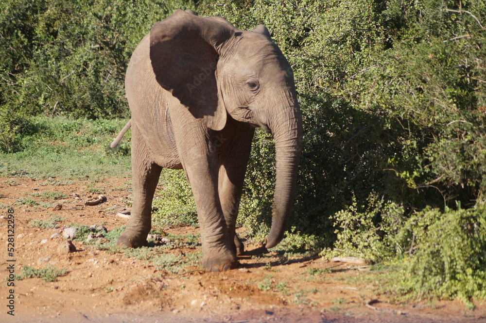 Fototapeta premium Bebe elefante