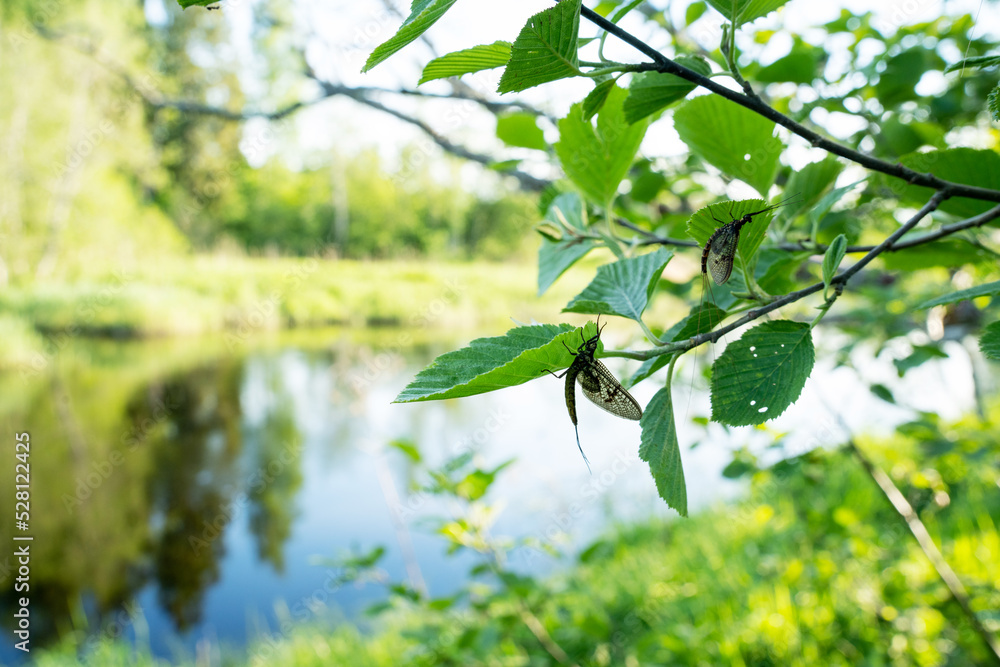 A wide-angle shot of Mayflies resting on leaves and branches next to a river on a spring evening in Estonia, Northern Europe A wide-angle shot of Mayflies resting on leaves and branches next to a river on a spring evening in Estonia, Northern Europe