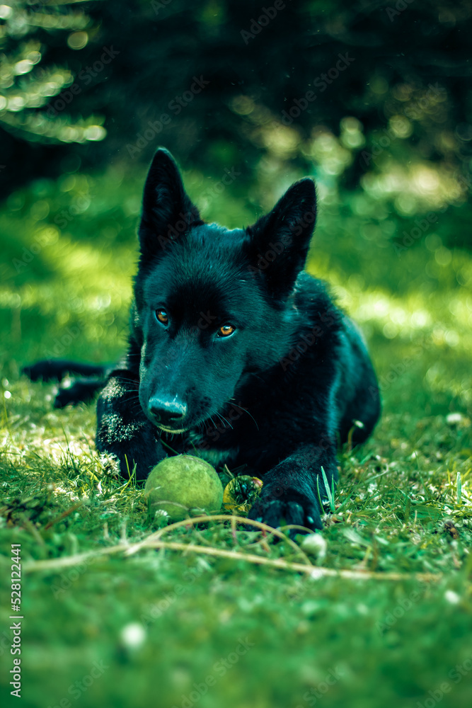 dog on grass dog on grass