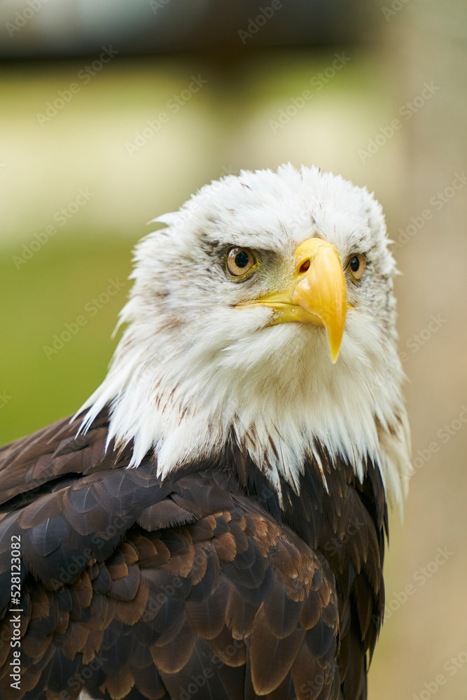 AGUILA 5 AGUILA 5