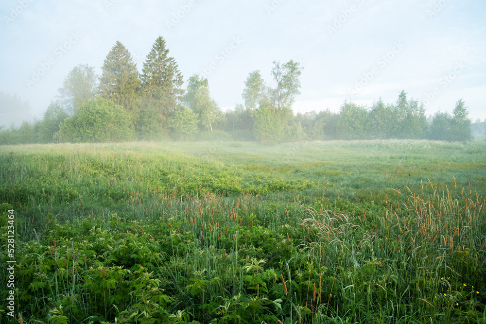 A misty morning meadow with trees in the background. Shot in Estonia, Northern Europe. A misty morning meadow with trees in the background. Shot in Estonia, Northern Europe.