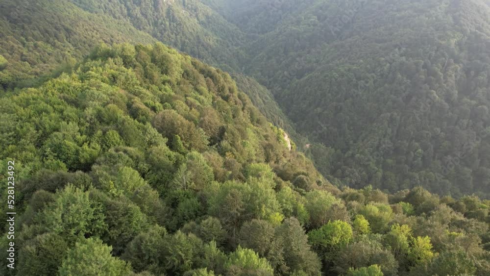 aerial forest, nature