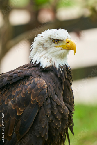 AGUILA 1