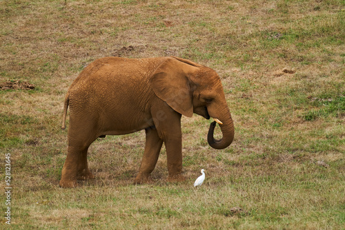 ELEFANTE