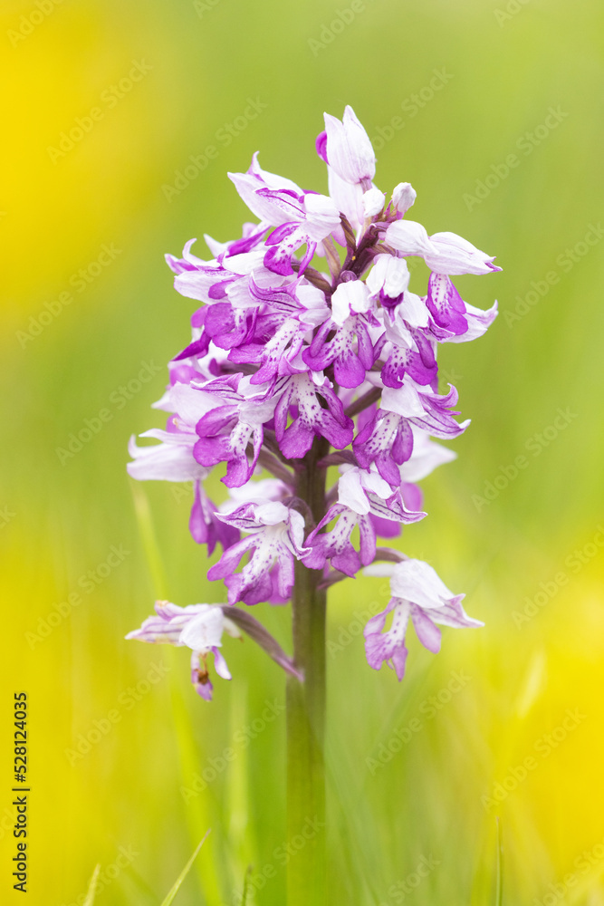 Close-up of a beautiful Military orchid, Orchis militaris blooming on a lush meadow in Estonia	