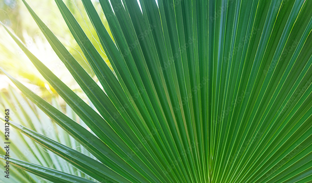 Palm leaf close-up in the sunlight Palm leaf close-up in the sunlight