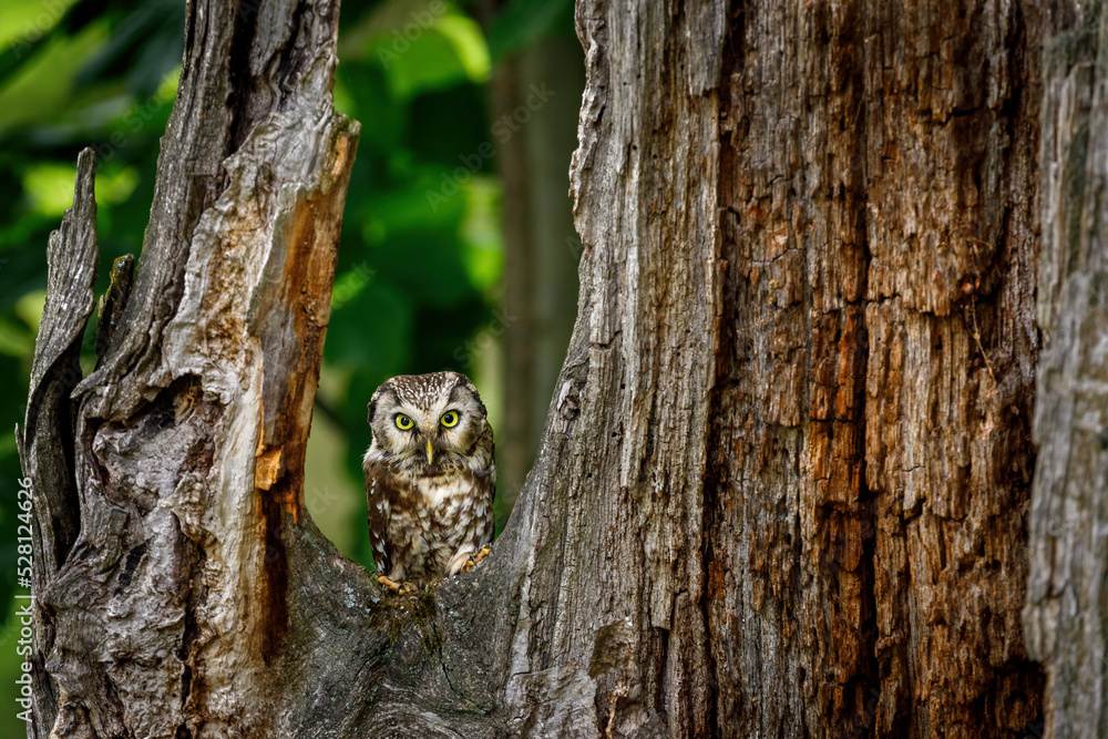 Owl in green forest. Boreal owl, Aegolius funereus, perched on rotten oak stump. Typical small owl with big yellow eyes. Tengmalm's owl in wild nature. Nocturnal bird of prey in natural habitat. - obrazy, fototapety, plakaty 